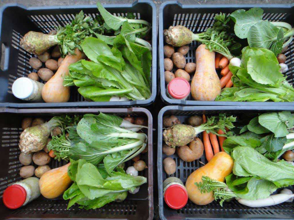 Zsambok Organic Farm